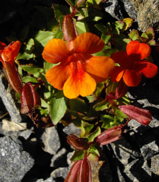 Mimulus cupreus photo